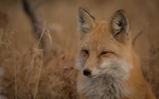 Survivre en milieu hostile... avec Machiavel