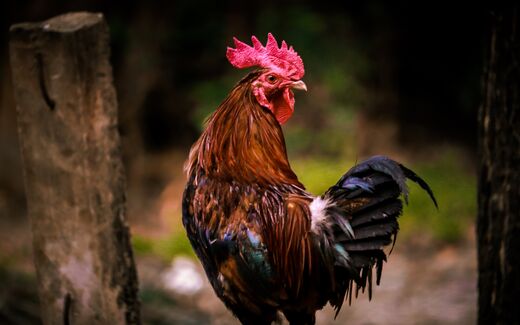 En France, le feedback n’est pas notre genre